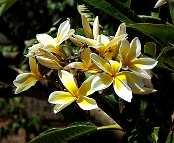 Close-up of yellow flowers