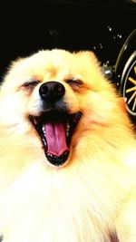 Close-up of dog
