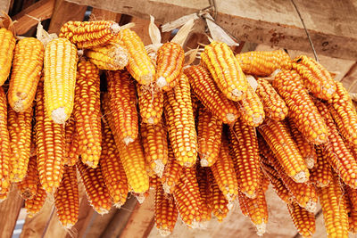 Low angle view of corns hanging for sale at market