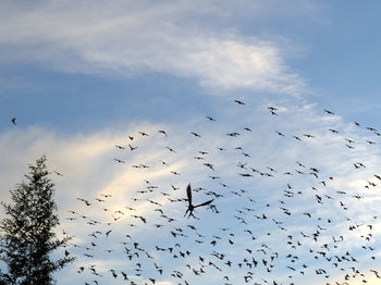 Low angle view of silhouette birds flying against sky