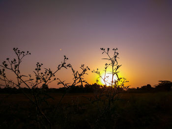 Silhouette plants on field against sky during sunset