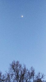 Low angle view of bare tree against blue sky