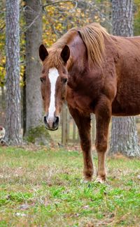 Portrait of a horse on field