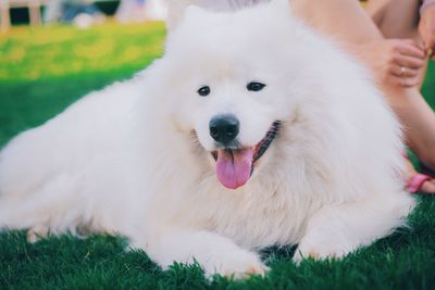 Close-up portrait of dog sticking out tongue while sitting on grassy field