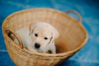 Close-up portrait of dog in basket