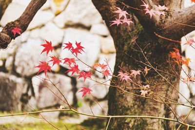 Close-up of red maple leaves on tree