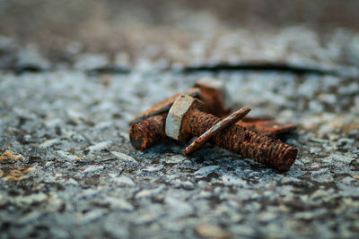 Close-up of lizard on rusty metal