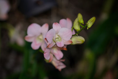 Close-up of pink flowering plant