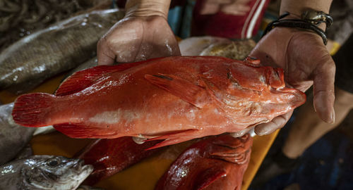 Cropped hand of man holding fish