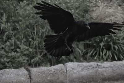 Close-up of eagle flying