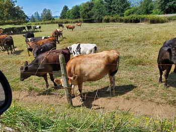 Cows on field