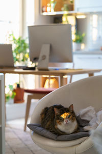 Lovely cozy picture of lazy brown cat relaxing on chair in sun rays at warm light modern apartment