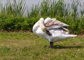 Swan in a field