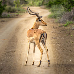 View of impala on road in kruger national park 