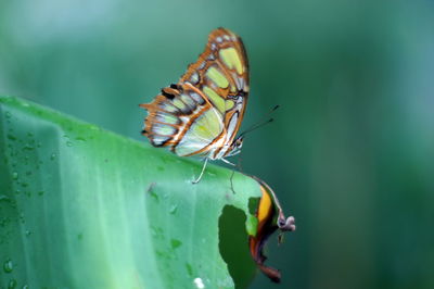 Close-up of butterfly pollinating flower