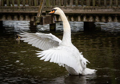 Swan floating in a lake