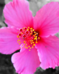 Close-up of pink flower