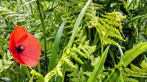 Close-up of insect on red flower