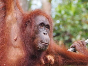 Close-up portrait of a orangutan