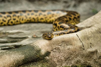 Close-up of snake