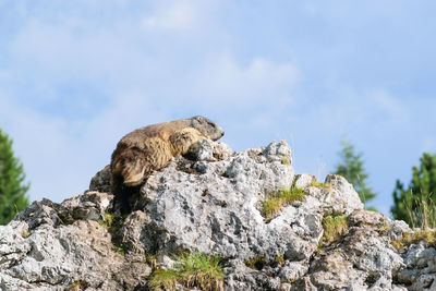 Wilde marmots in dolomites