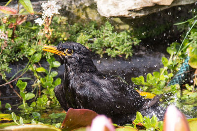 Blackbird in water