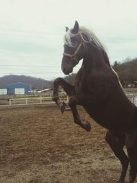 Close-up of horse