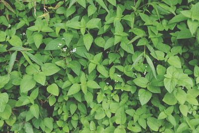 Full frame shot of green leaves