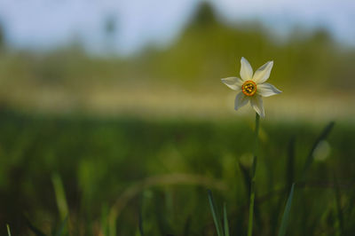 Poet's narcissus, daffodil in the wild. white rare wildflower in nature.