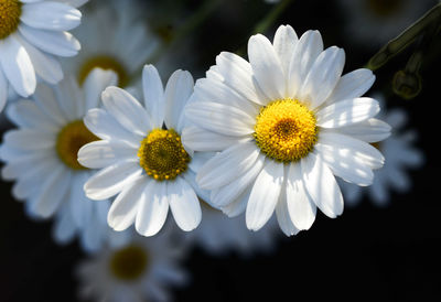 Close-up of daisy flower