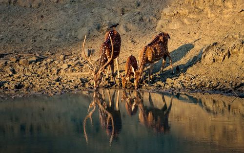 High angle view of deer 