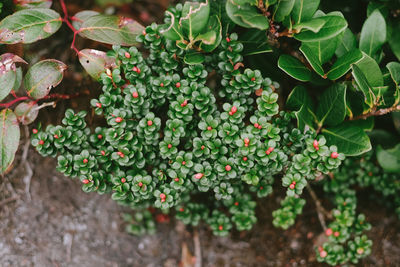 Close-up of fresh plants