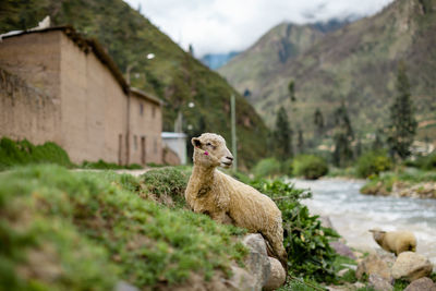 View of an animal on land