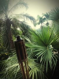 Low angle view of palm trees