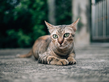 Close-up portrait of cat relaxing