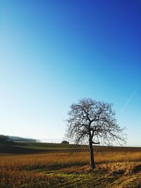 Bare tree on field against clear sky