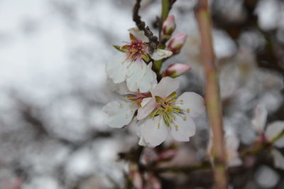 Close-up of white flowers blooming on tree