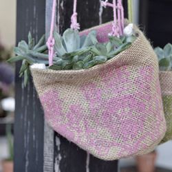 Close up of red flower