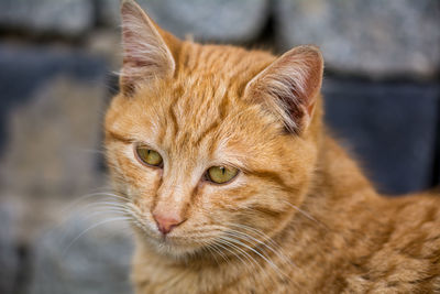 Close-up portrait of cat