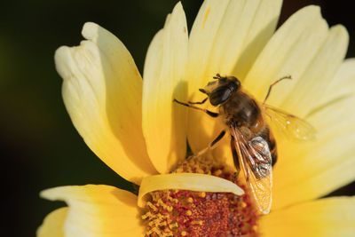 Close-up of insect on yellow flower