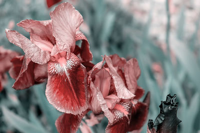 Close-up of wilted rose