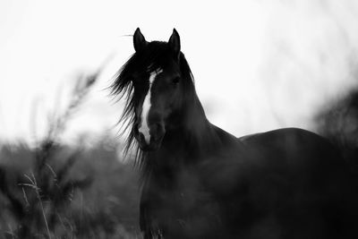 Close-up of horse on field