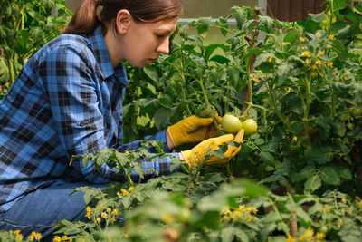 Woman inspecting tomatoes plants quality in  greenhouse. female farm worker blue checkered shirt