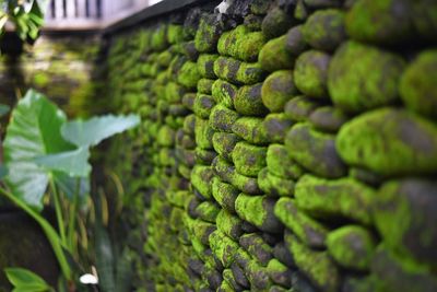 Close-up of vegetables