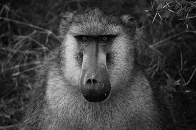 Close-up of monkey looking away