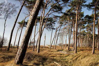 Trees on field against sky