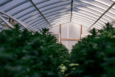 Low angle view of cannabis greenhouse