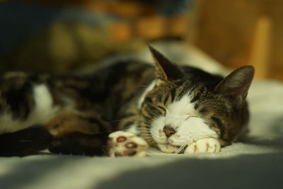 Close-up of cat lying on bed at home