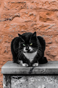 Portrait of black cat sitting outdoors