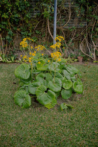 High angle view of flowering plant on field